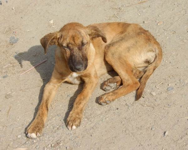 JeevSahara Foundation main dog shelter in New Delhi